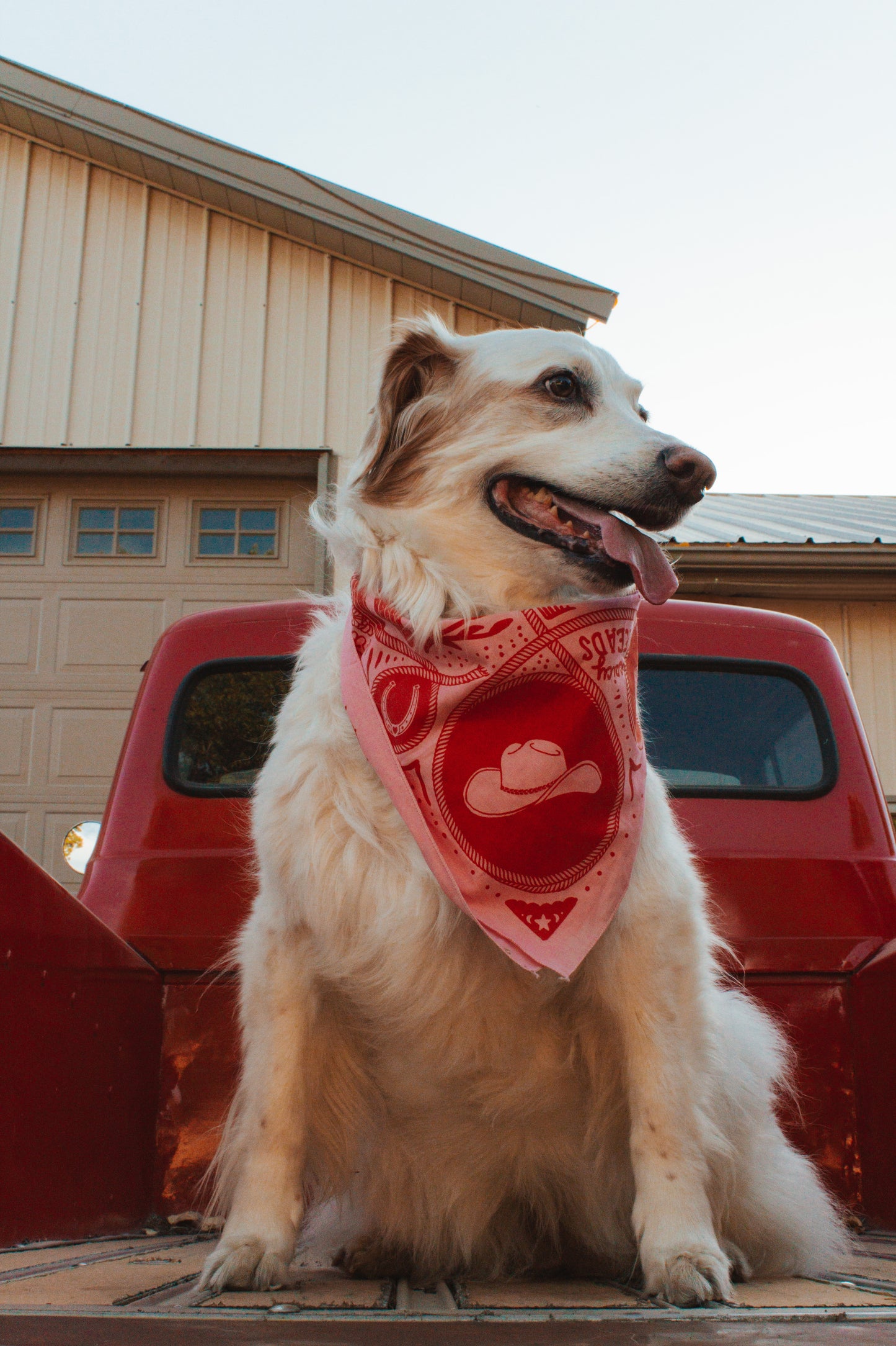 Wild Steeds & Spicy Reads Bandana