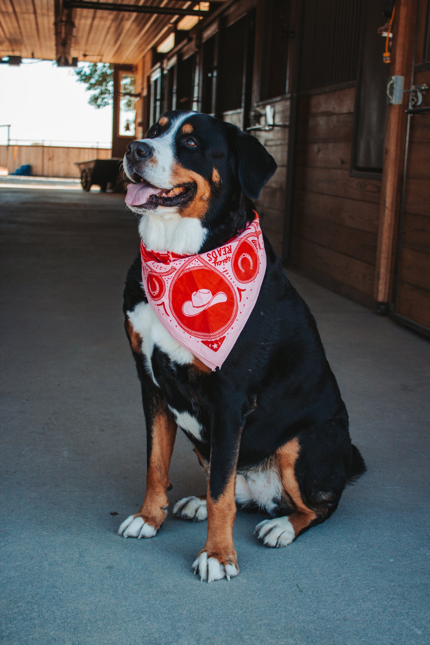 Wild Steeds & Spicy Reads Bandana