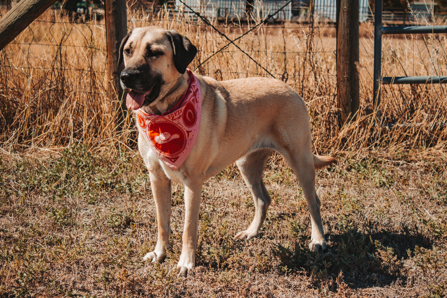 Wild Steeds & Spicy Reads Bandana